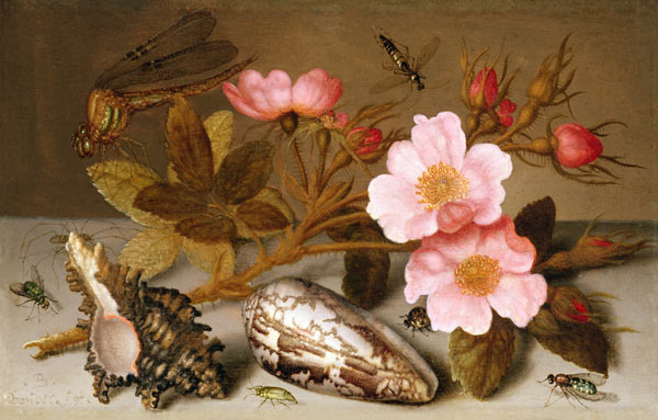 Still life depicting flowers, shells and a dragonfly (oil on copper) (for pair see 251377) van Balthasar van der Ast