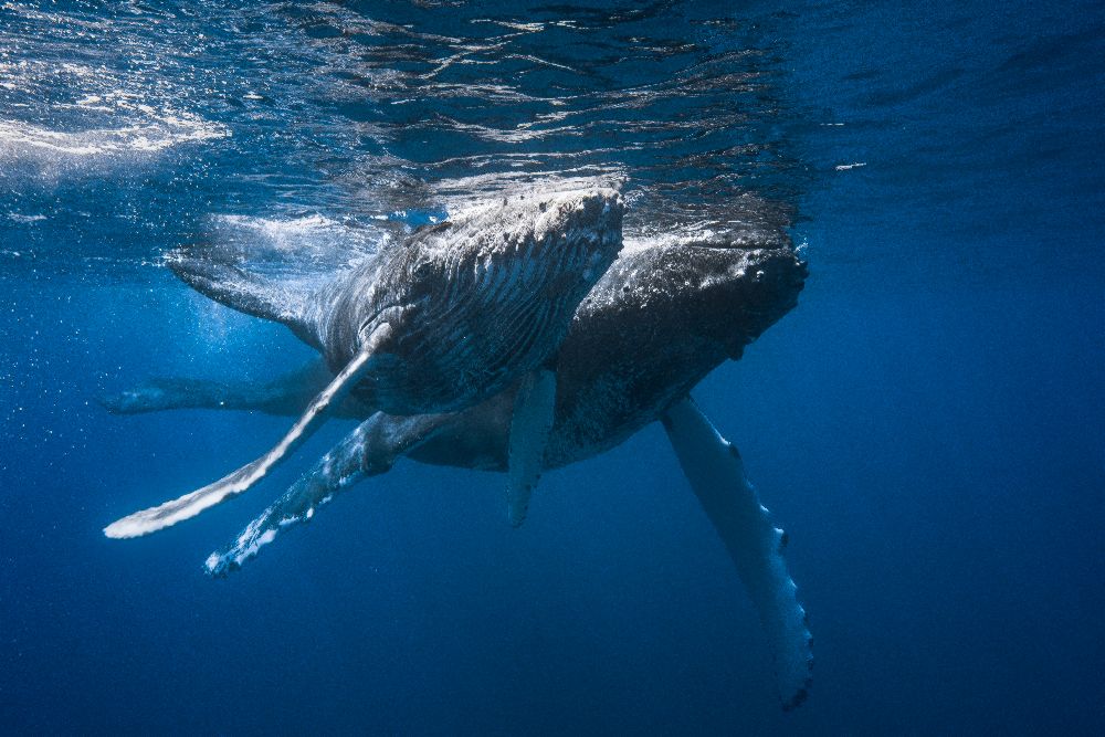 Humpback whale van Barathieu Gabriel
