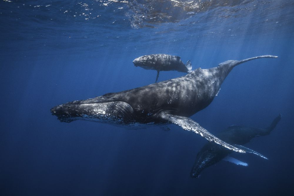 Humpback whale familys van Barathieu Gabriel