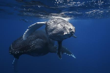 Humpback Whale family