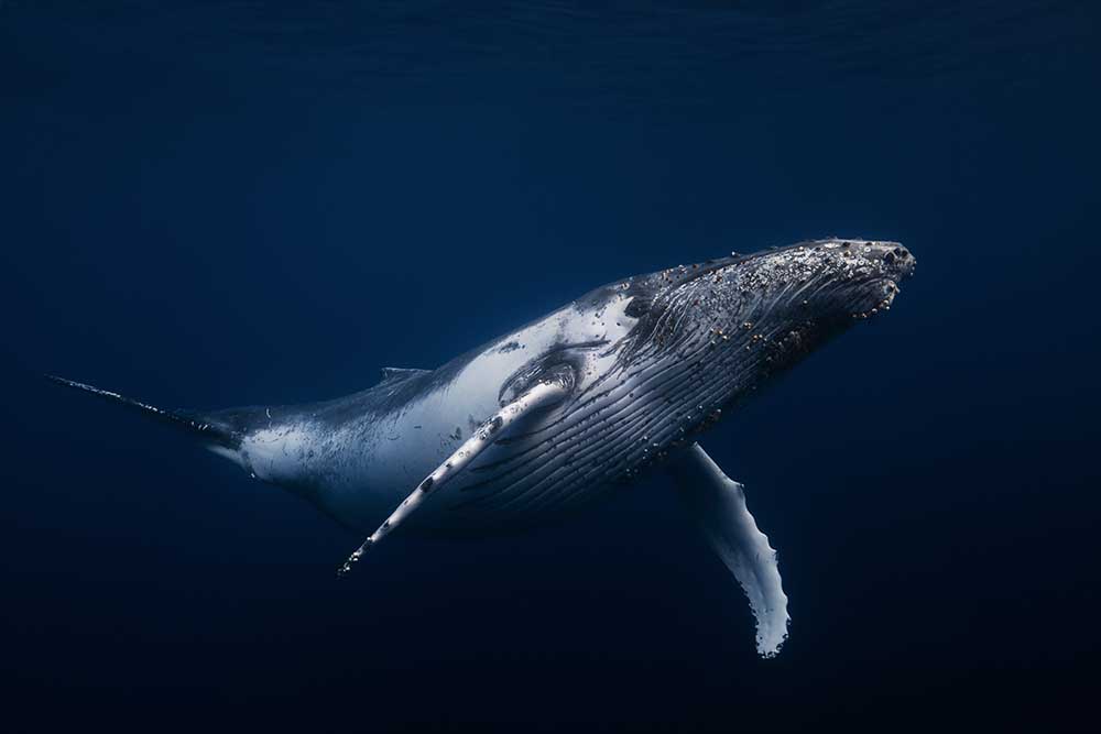 Humpback whale in blue van Barathieu Gabriel