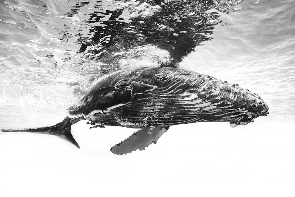Humpback whale calf van Barathieu Gabriel
