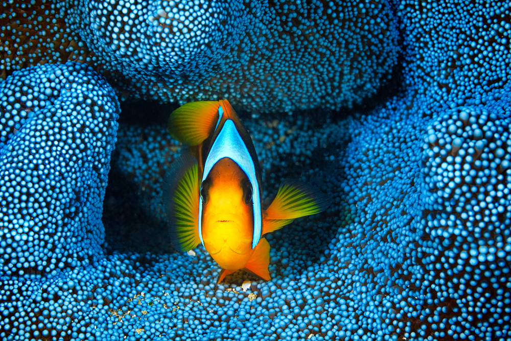 Clownfish in blue anémon van Barathieu Gabriel