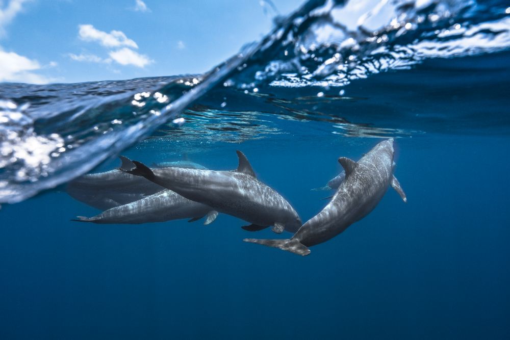 Dolphins van Barathieu Gabriel