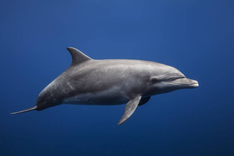 Dolphin van Barathieu Gabriel