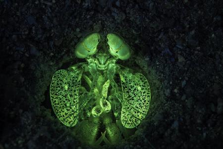 Fluorescent Mantis shrimp