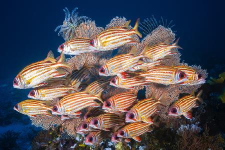 Yellow-tipped squirrefish