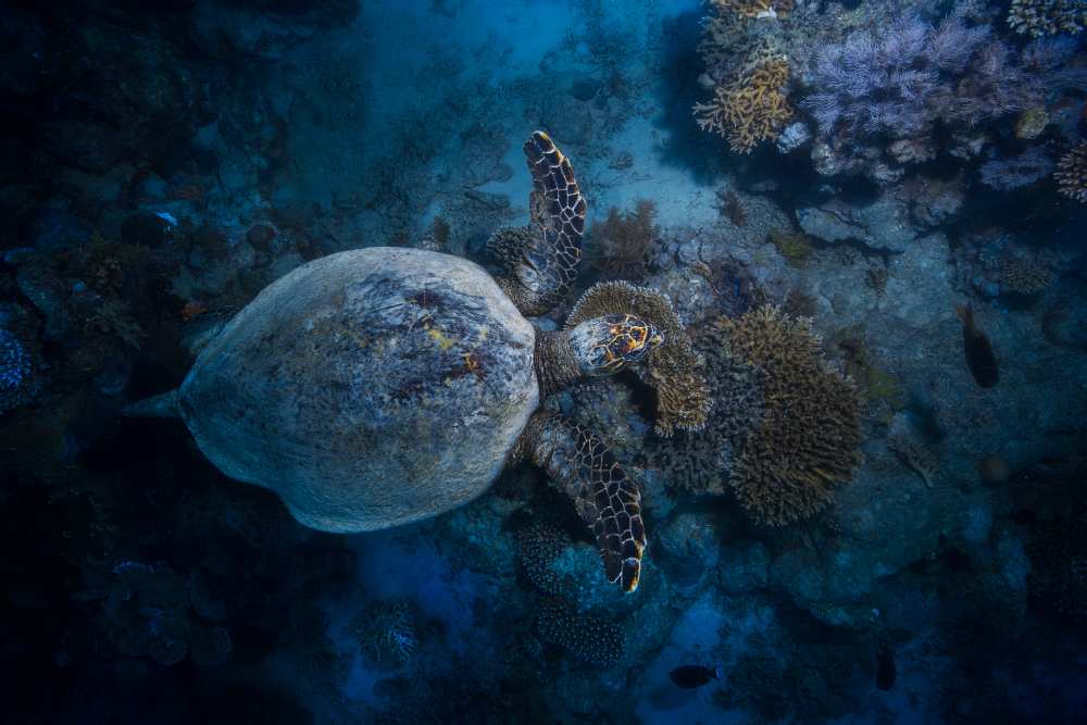 Hawksbill sea turtle van Barathieu Gabriel