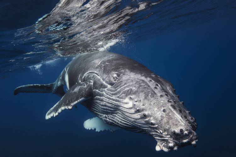 Humpback Whale van Barathieu Gabriel