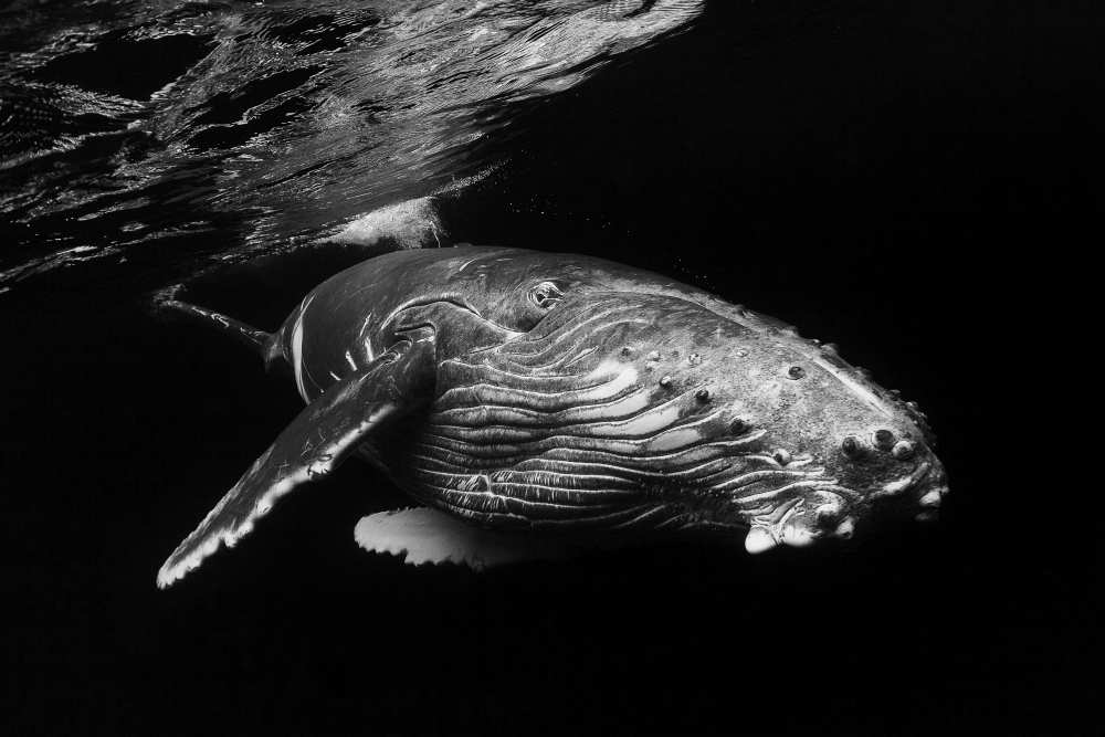Humpback Whale calf van Barathieu Gabriel