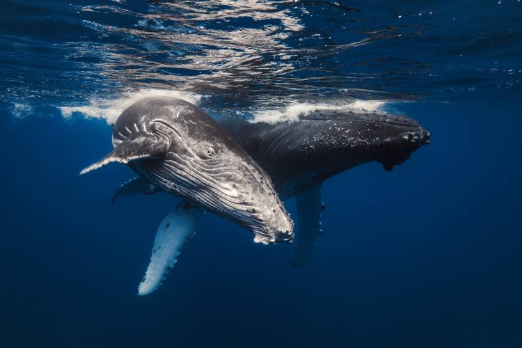 Humpback Whale family! van Barathieu Gabriel