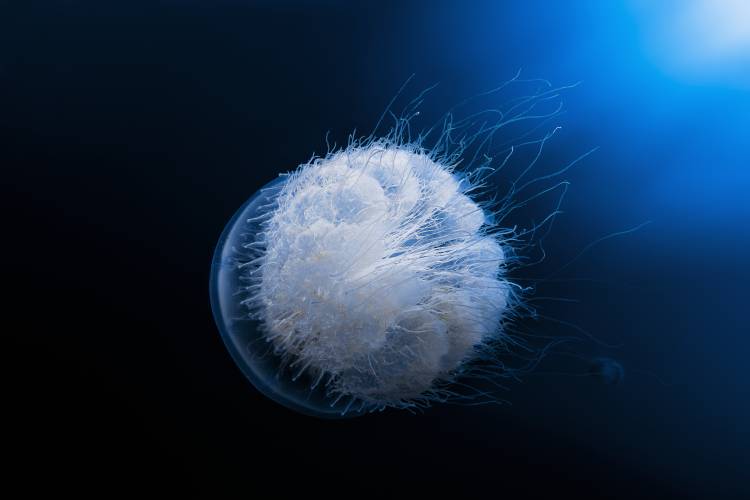 Jellyfish van Barathieu Gabriel