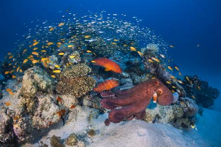 Octopuses and groupers