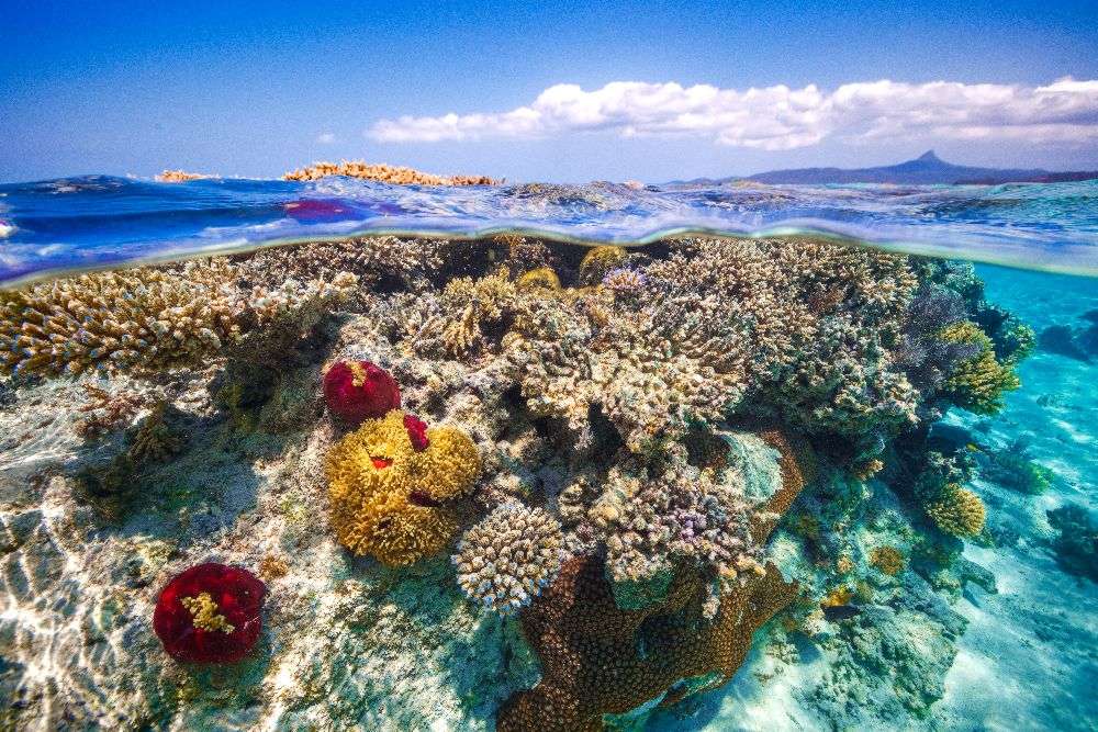 Mayotte : The Reef van Barathieu Gabriel
