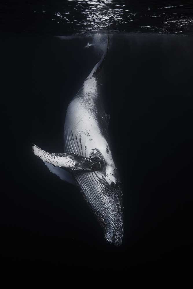 Black Whale van Barathieu Gabriel