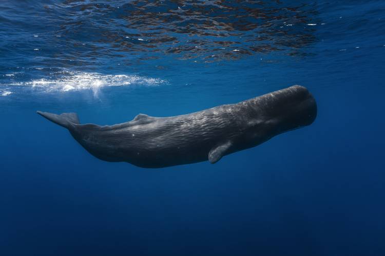 Sperm whale van Barathieu Gabriel