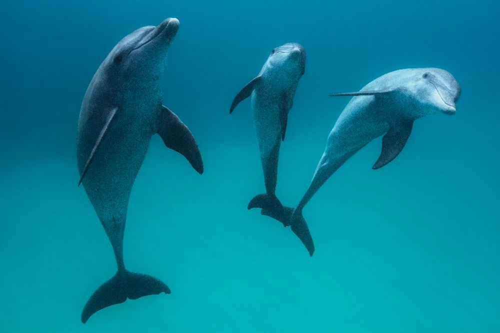 Bottlenose dolphins van Barathieu Gabriel