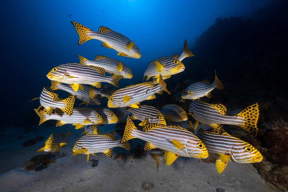 Underwater photography-Indian ocean sweetlips van Barathieu Gabriel