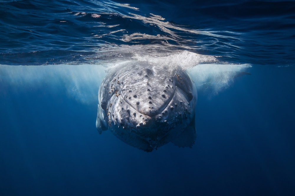 Face to face with Humpback whale van Barathieu Gabriel