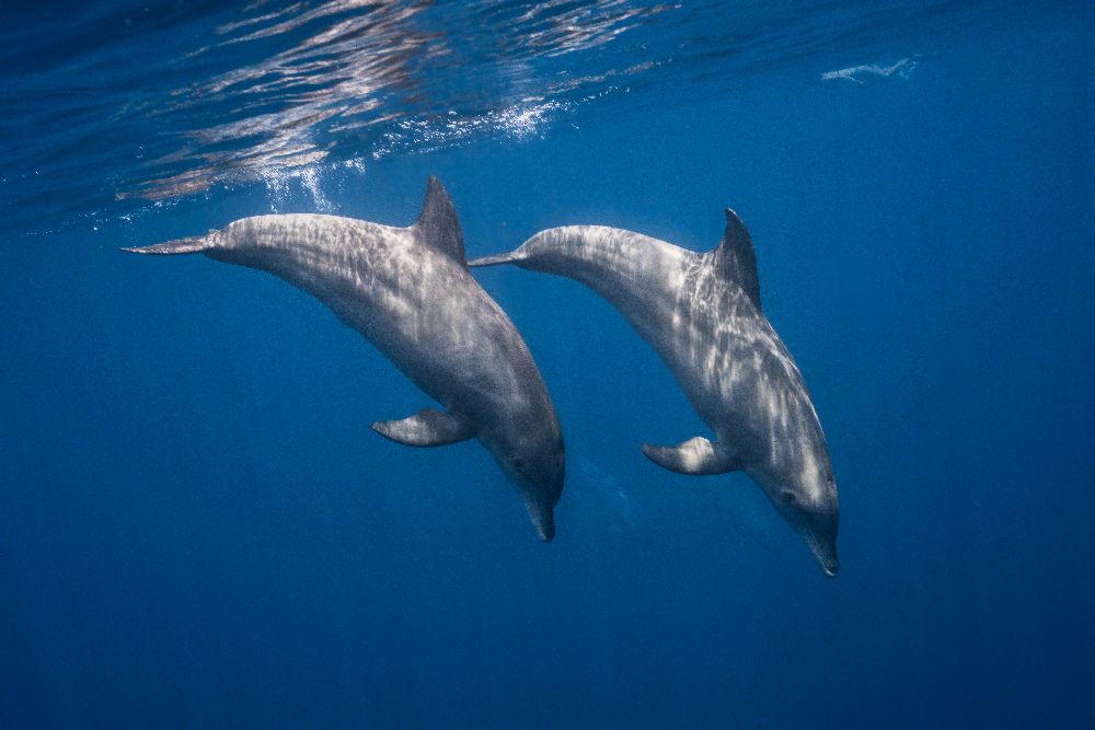 Two bottlenose dolphins van Barathieu Gabriel