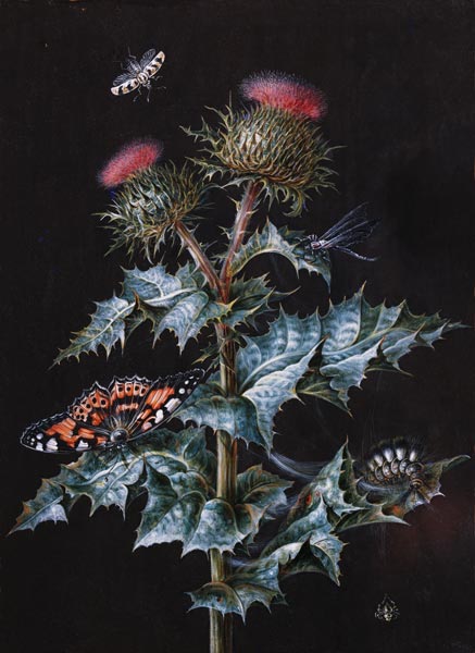 A Study of a Thistle with Insects (gouache) van Barbara Regina Dietzsch