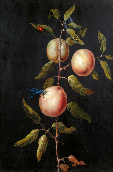 Branch of a Pear Tree van Barbara Regina Dietzsch