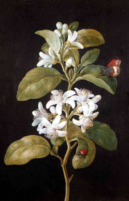 Pear Blossom van Barbara Regina Dietzsch