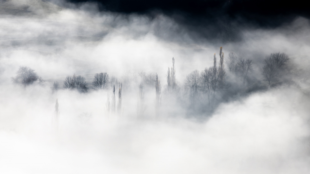 Cloud forest ... van Barré Thierry