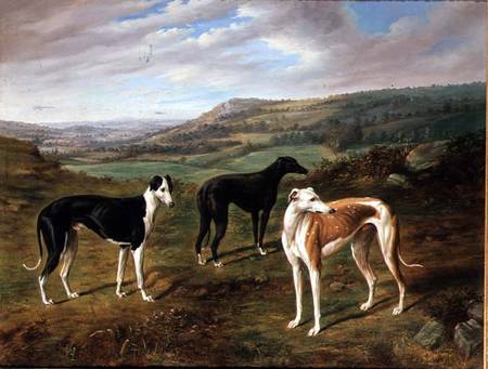 Greyhounds van Benjamin Cam Norton