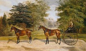 Two horses, harnessed in tandem, pulling a carriage