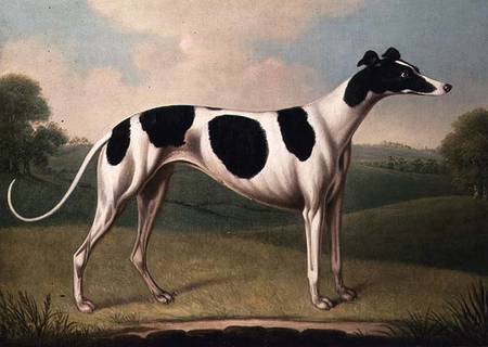 Greyhound van Benjamin Killingbeck