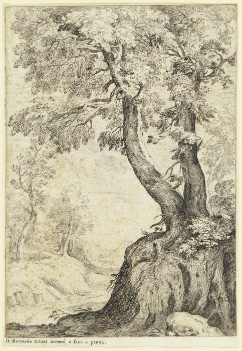 Tree section van Bernardo Zilotti