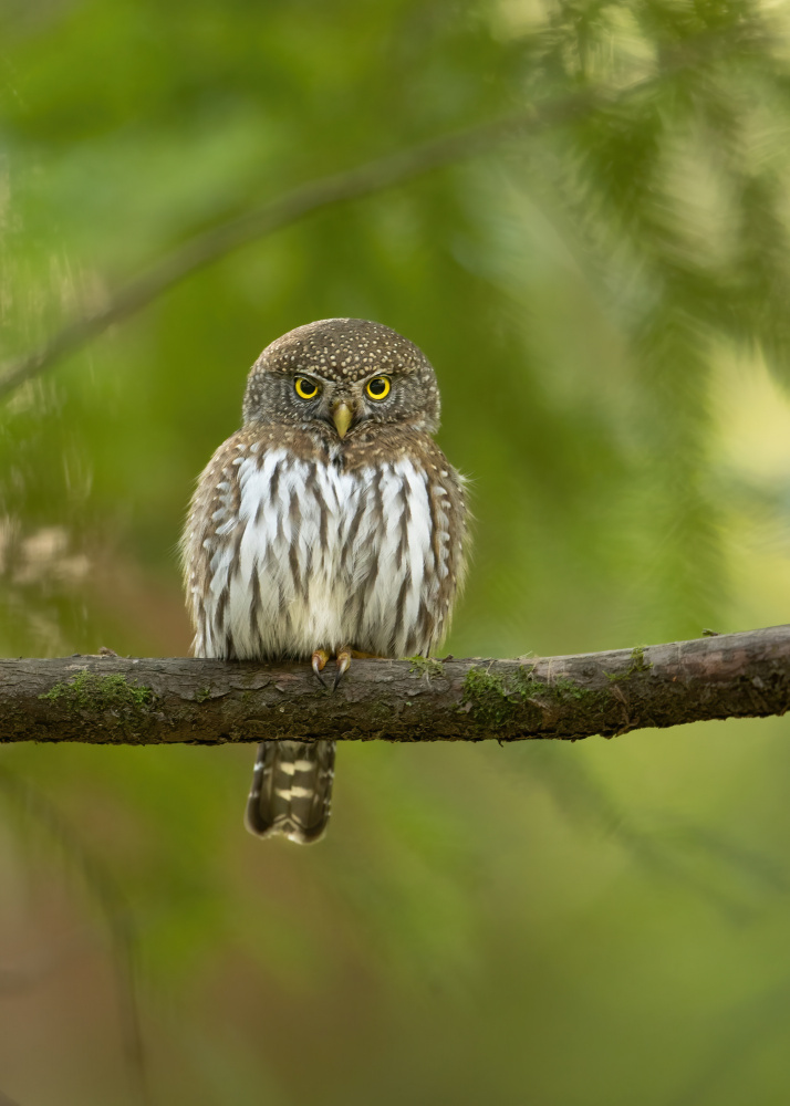Pygmy Owl van Bill Lu