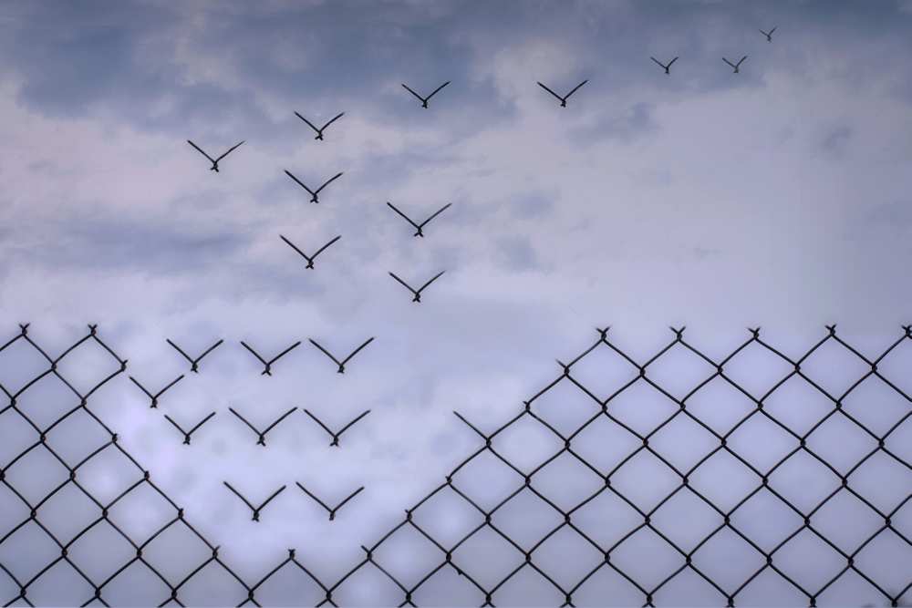 DonA´t fence me in! van Bjorn Emanuelson