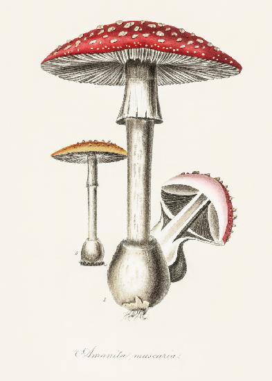 Amanita Muscaria Illustration. Medical Botany 1836