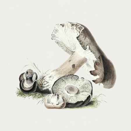 Vintage Agaricus Augustus Mushroom
