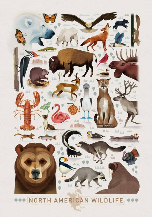 North American Wildlife van Dieter Braun