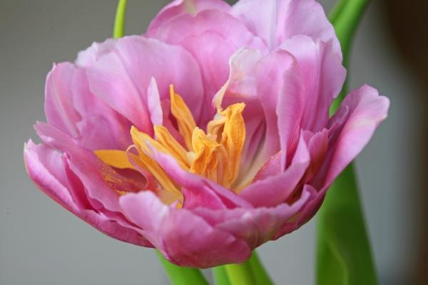 Tulpe rosa van Brita Stein
