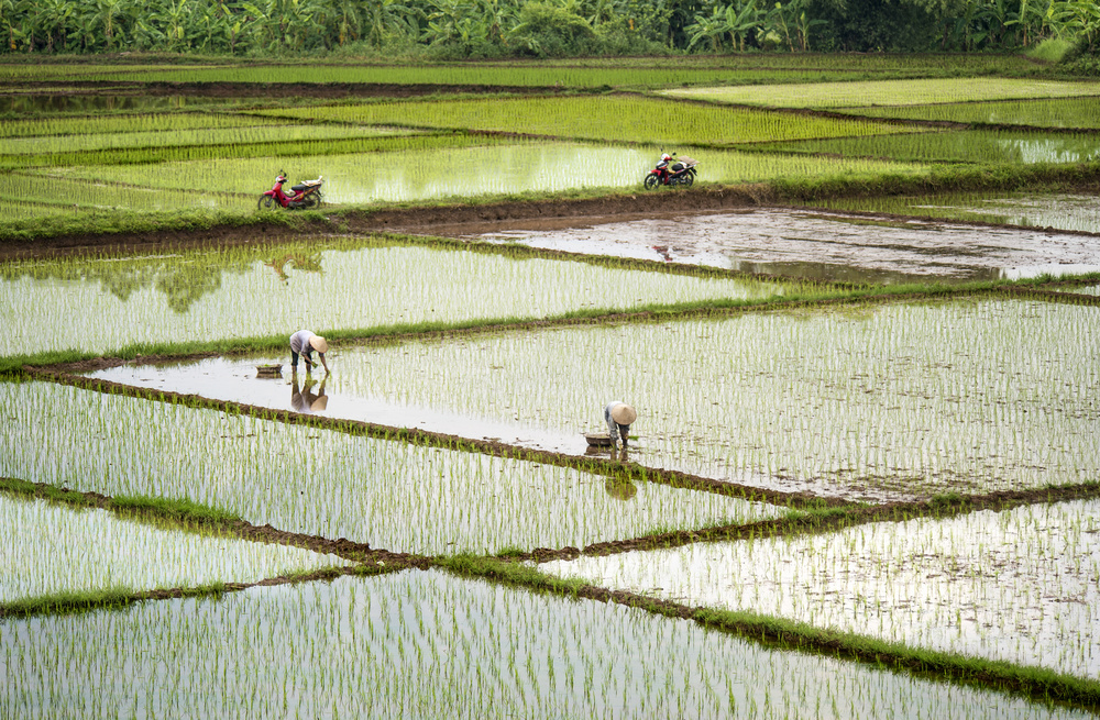 Rice Fields van Burak Senbak