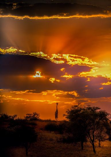 Giraffe and an Upward Sunset