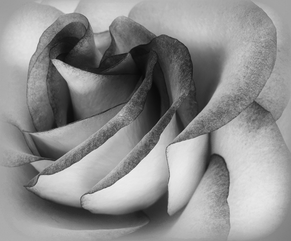 Shades of a Rose van C. Ray Roth
