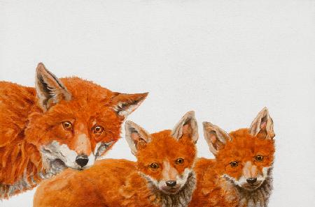 Meet the Foxes