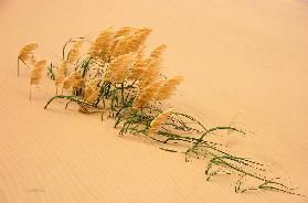 Pampas Grass in Sand Dune