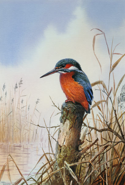 Kingfisher  van Carl  Donner