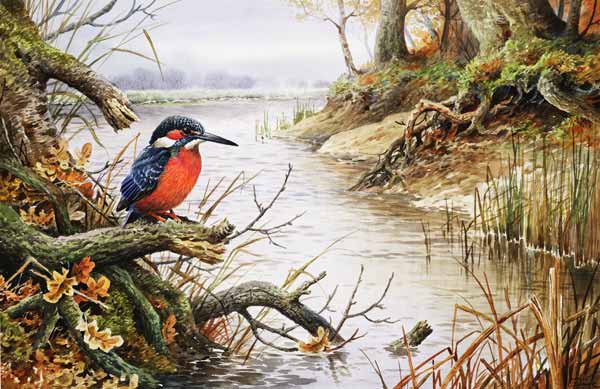Kingfisher (w/c)  van Carl  Donner