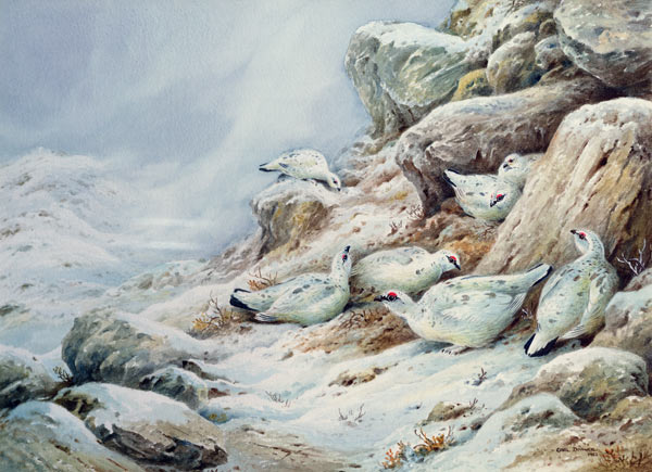 Ptarmigan in snow covered landscape  van Carl  Donner