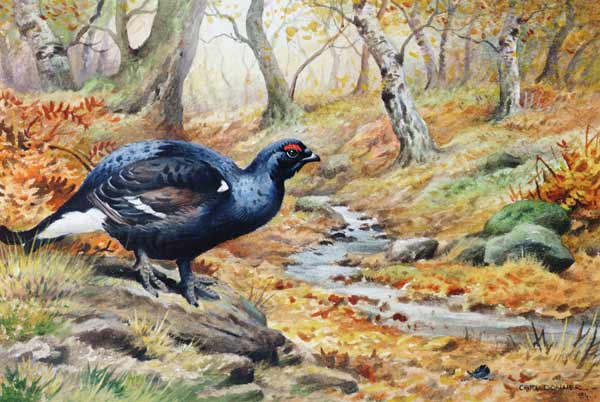 Black Cock Grouse by a stream (w/c)  van Carl  Donner