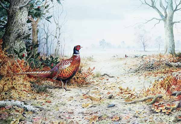 Cock Pheasant (w/c)  van Carl  Donner