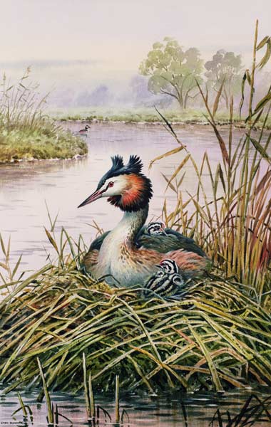 Great-Crested Grebes  van Carl  Donner