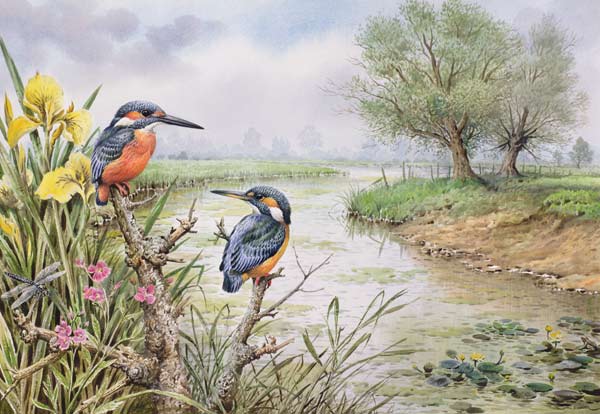 Kingfishers on the Riverbank  van Carl  Donner